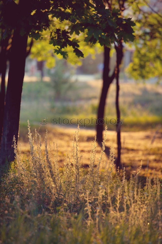 Similar – Fairytale-like plant (with jogger)