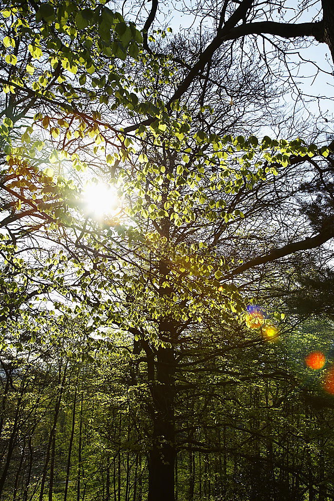 Similar – Foto Bild Shiny Leaves Wald Baum