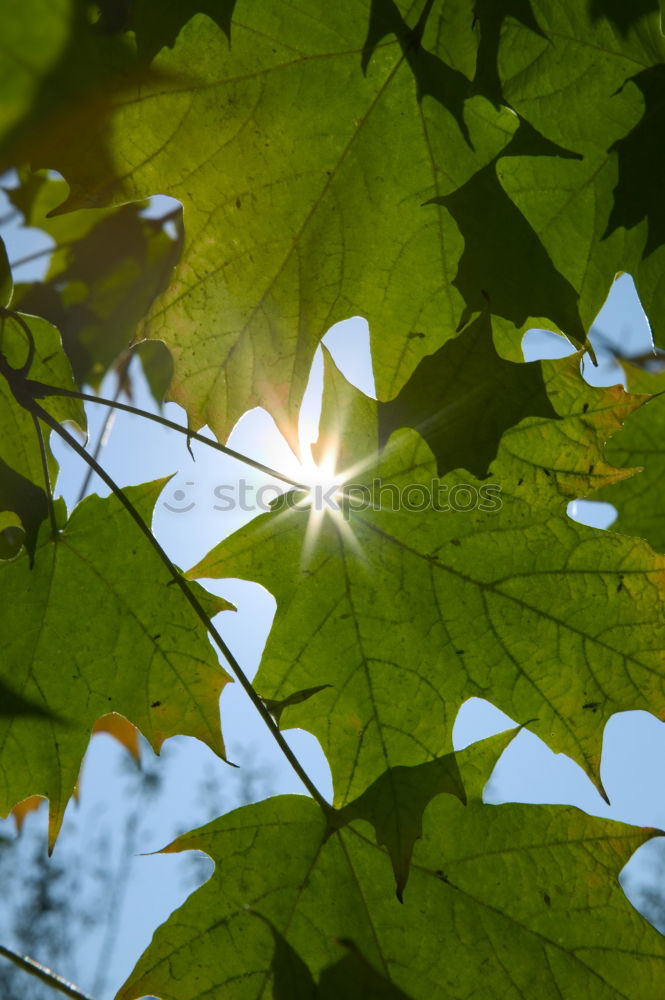 Similar – forest light Forest Tree