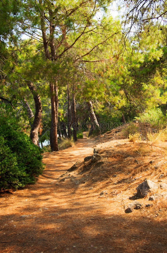 Similar – Image, Stock Photo under the pines Summer