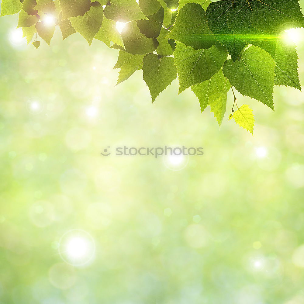 city green Plant Sunlight