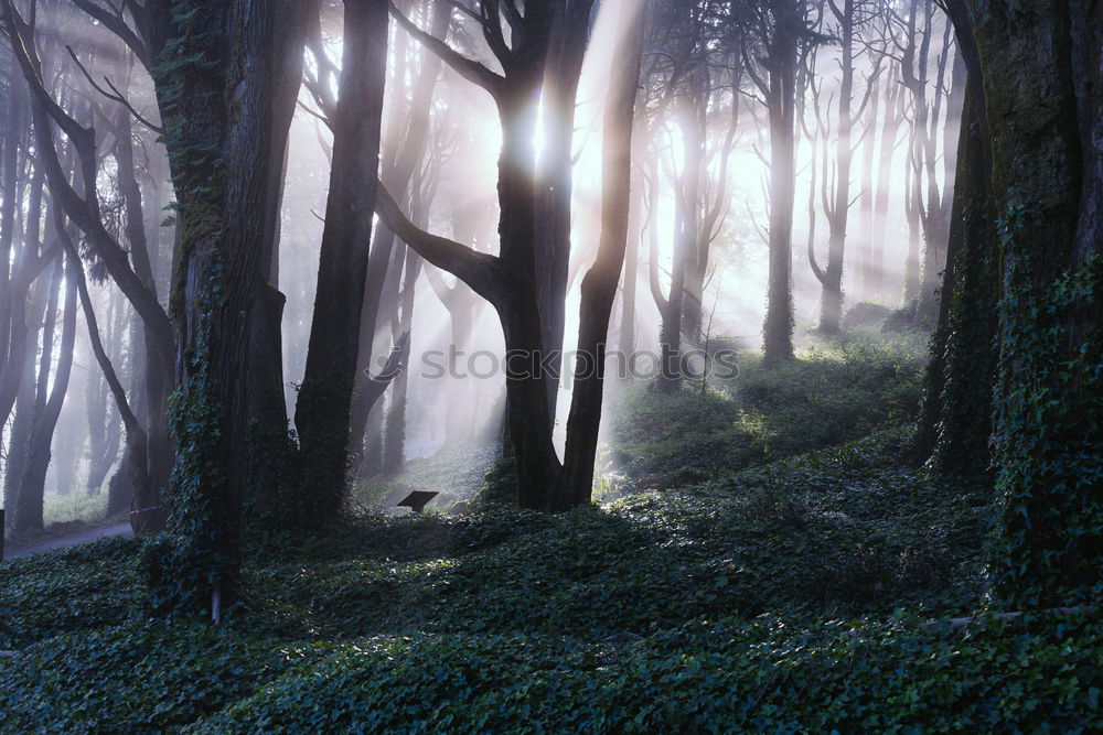 Similar – Image, Stock Photo beamer Environment Nature