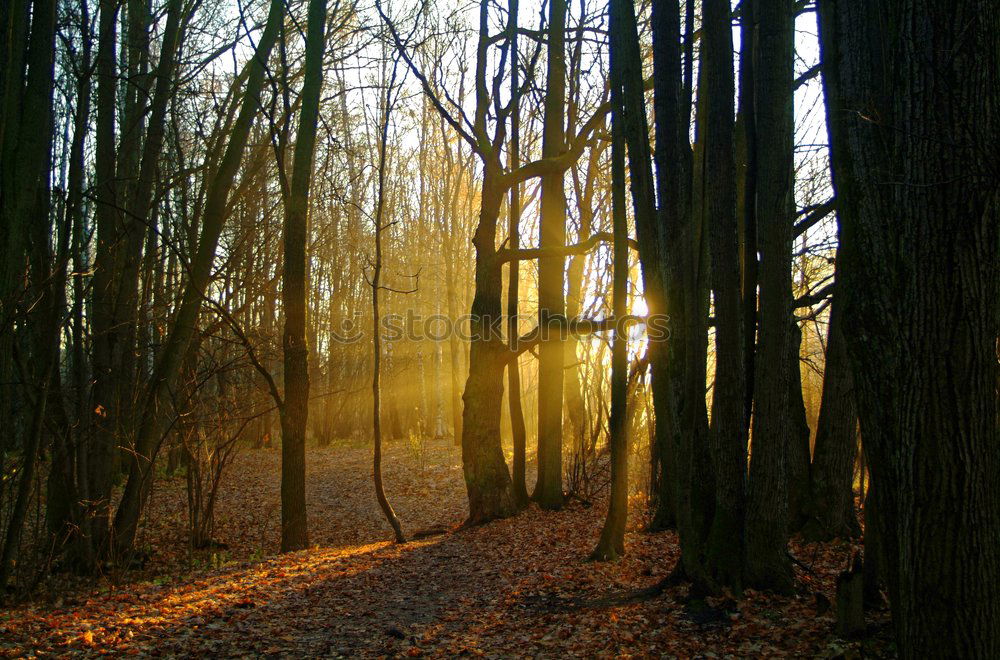 Similar – Herbstsonne Berlin Umwelt