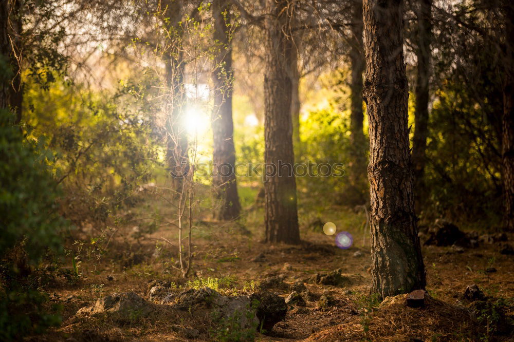 Similar – Feuerzeug Natur Landschaft