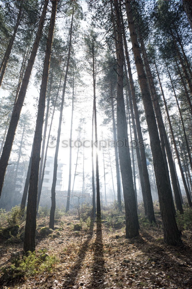 Similar – Image, Stock Photo from the beginning Nature