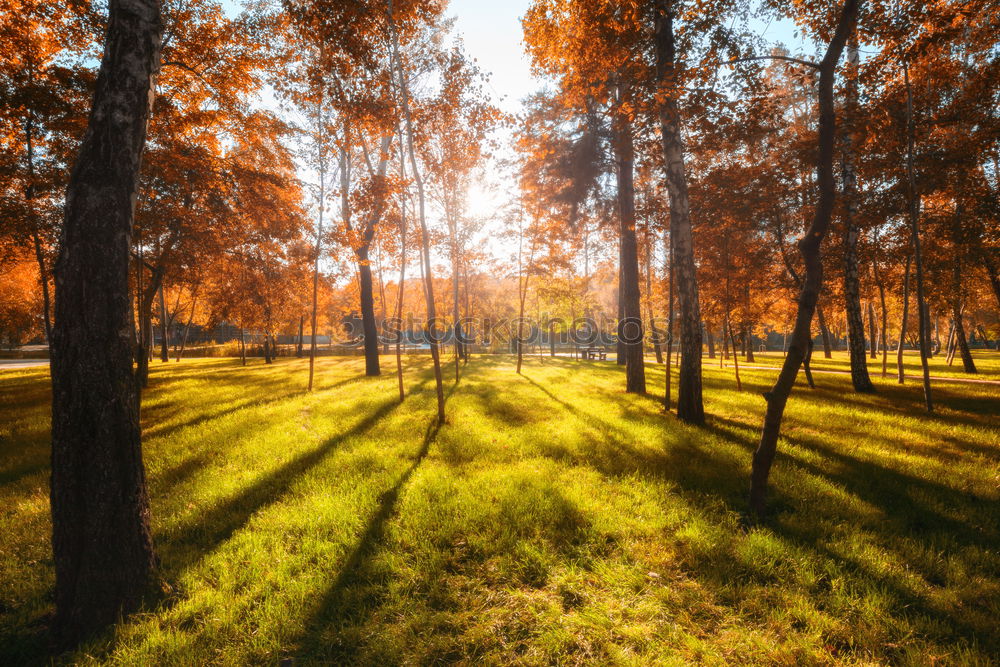 Similar – Foto Bild Kossenblatt 3 Feld Wiese