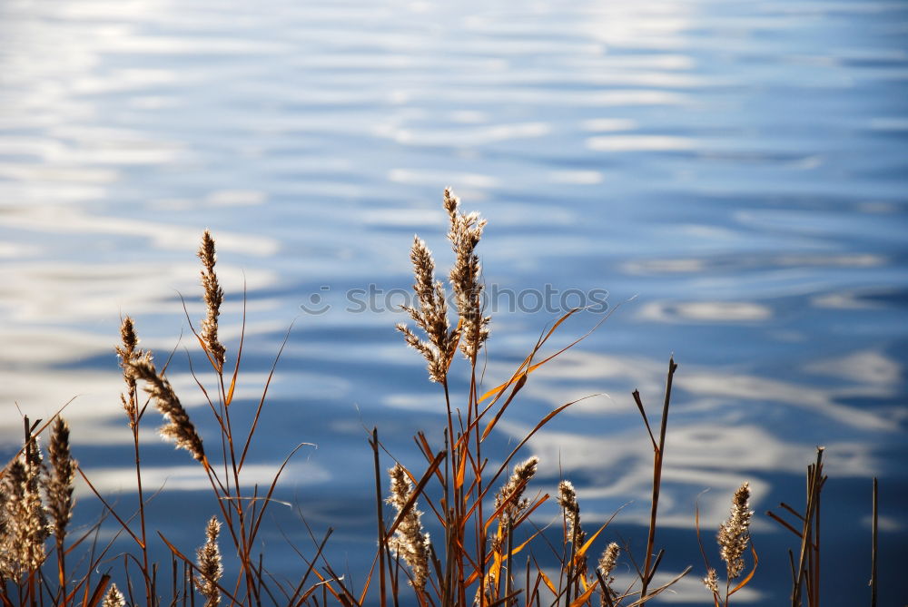 Similar – Foto Bild Windstill Umwelt Natur