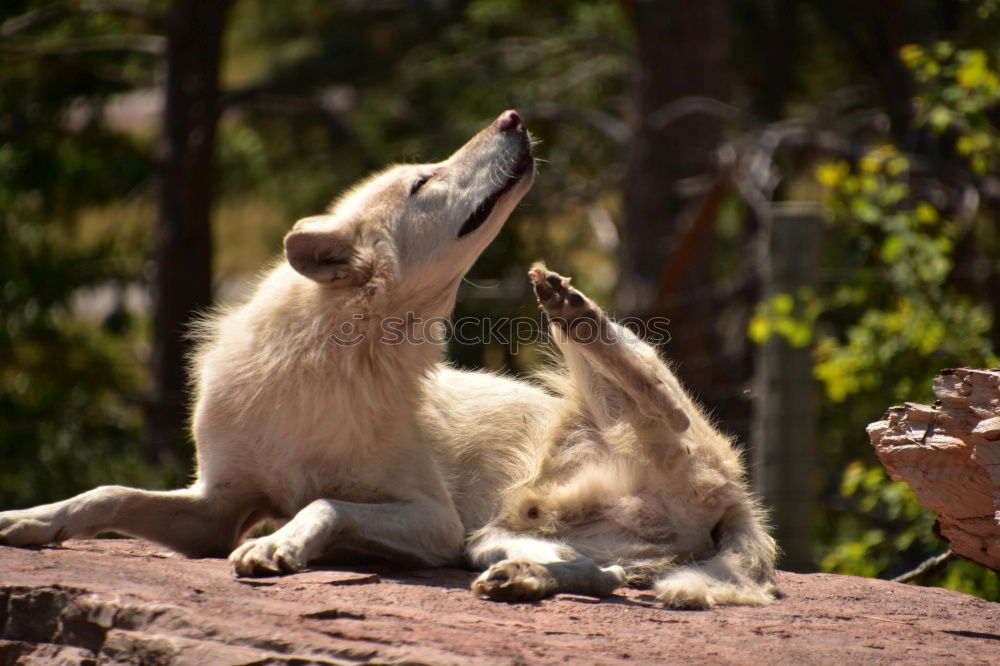 Similar – Image, Stock Photo Feeding Hand Fingers