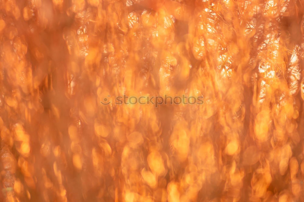 Similar – Image, Stock Photo hair always go Autumn