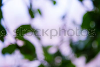 Similar – Purple flowers in front of pink garden furniture