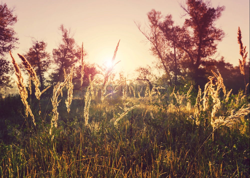 Similar – Image, Stock Photo spring Environment Nature