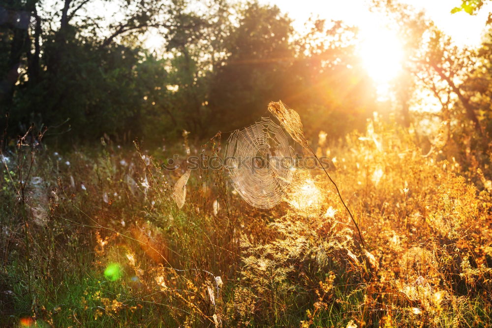 Similar – Image, Stock Photo Sicilian cows in the evening light