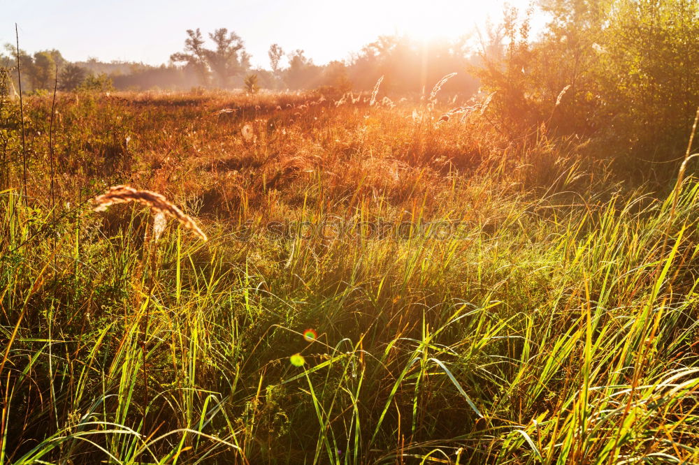 Similar – morning dew Sunrise Dew