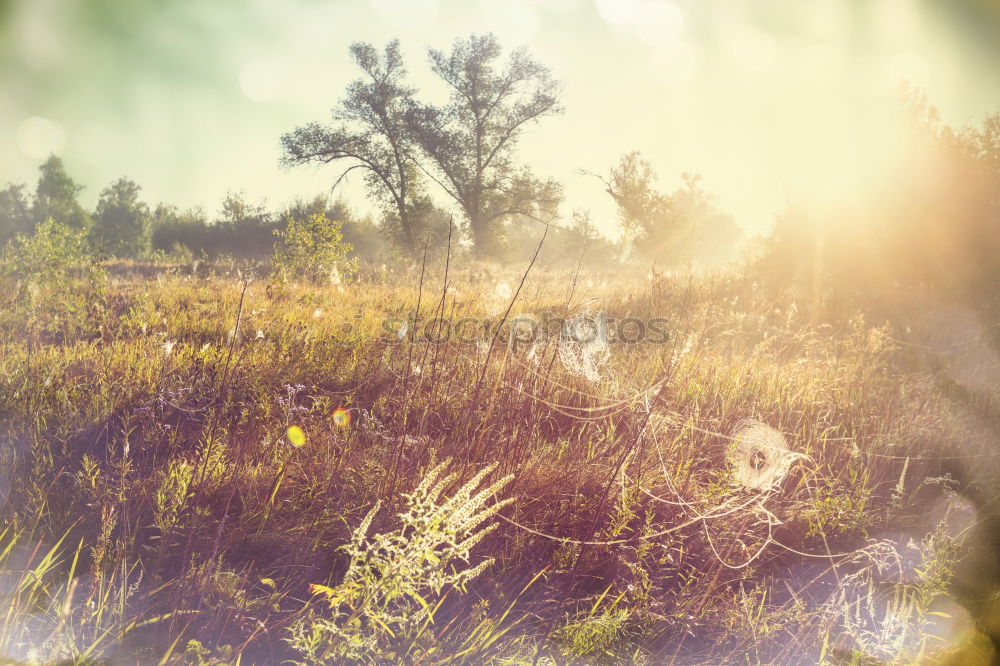 Similar – Image, Stock Photo spring Environment Nature