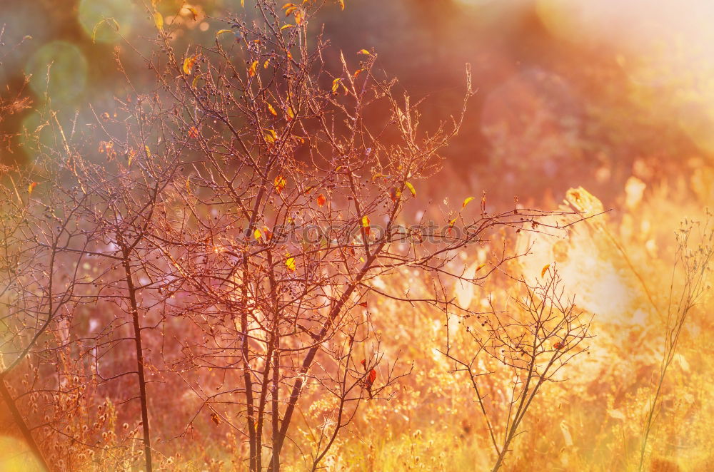 Similar – Image, Stock Photo sunbathe Environment