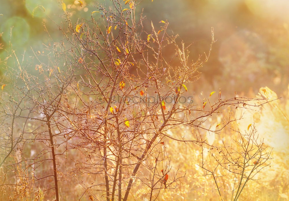 Similar – Buschfeuer Natur Herbst