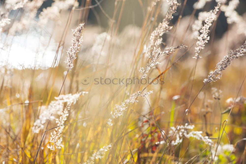 Similar – Image, Stock Photo willow cat Environment