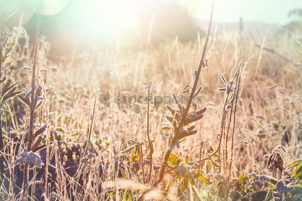 Similar – Yellow field.Beautiful Nature Sunset Landscape. Rural Scenery