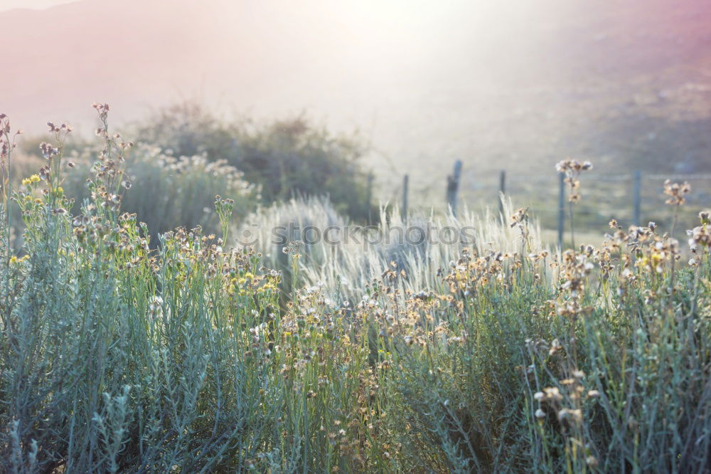 Similar – morning of fog Autumn Fog