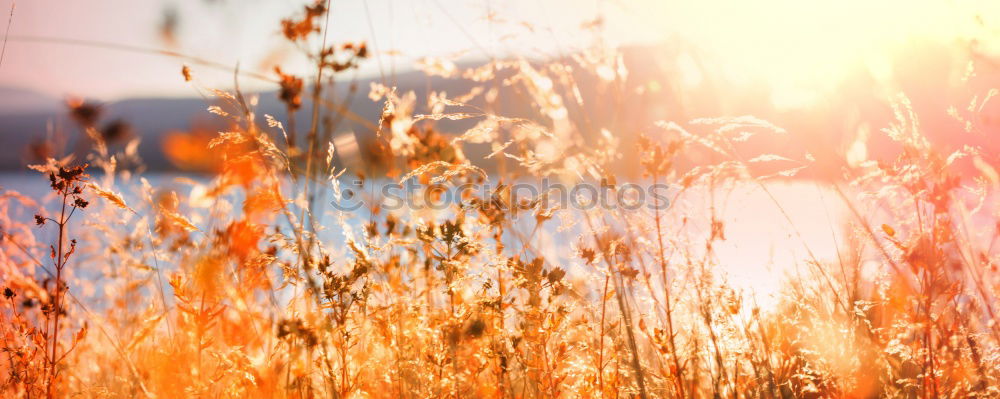 Similar – Foto Bild Erntezeit Erholung Natur