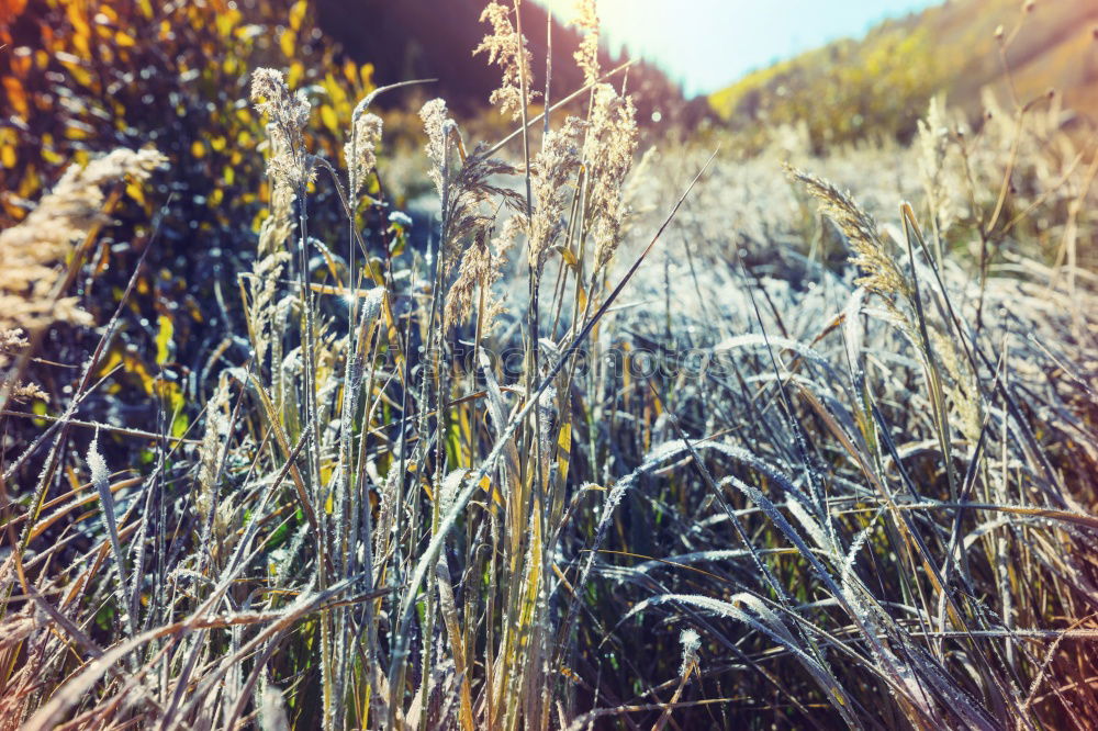 Similar – Foto Bild (Almost) Fields Of Gold