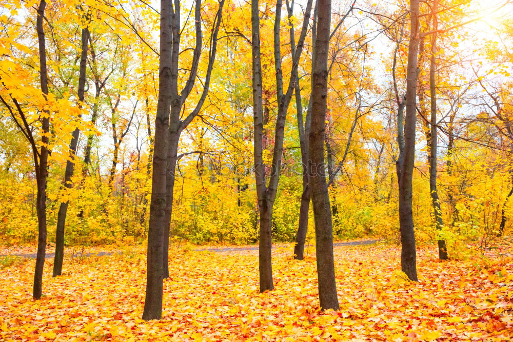 Similar – Beautiful fallen park in the forest