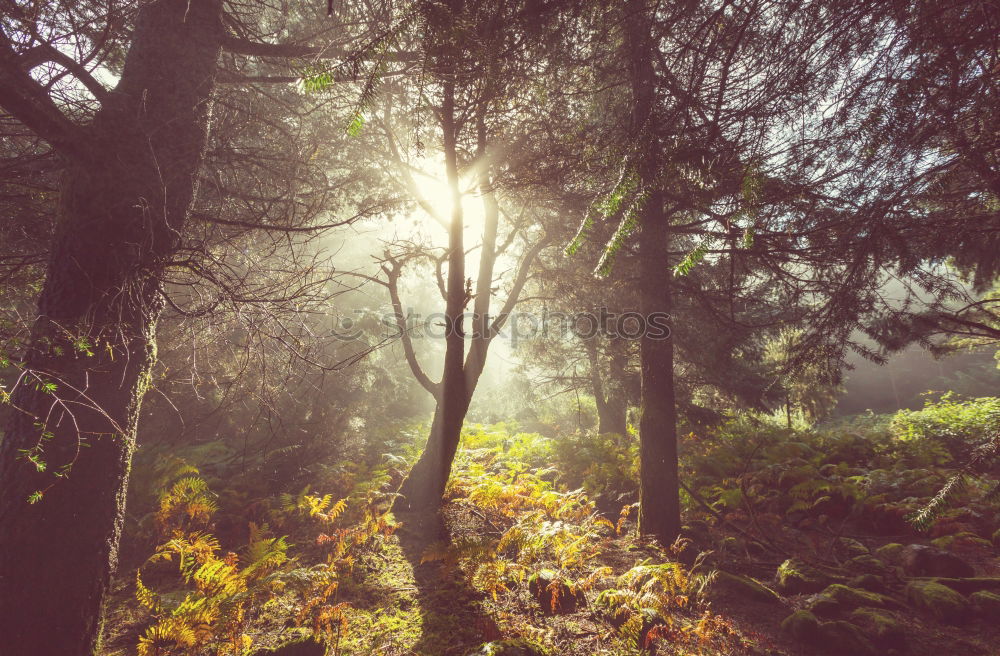 Similar – Image, Stock Photo Man in forest looking into backpack