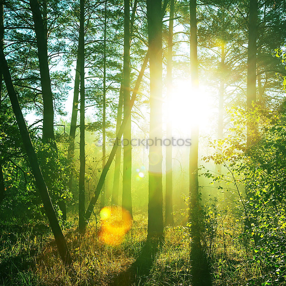 Similar – Image, Stock Photo transmitted light Life