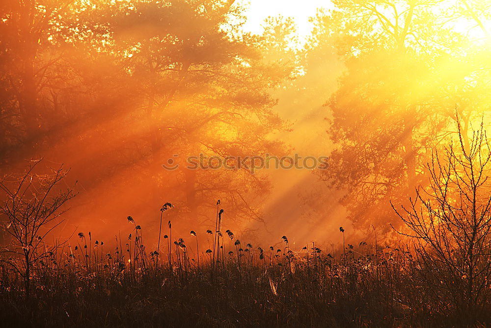 Similar – Image, Stock Photo orange crush