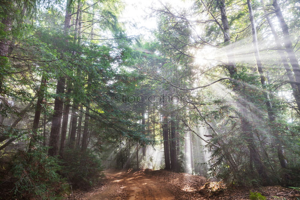 Similar – Image, Stock Photo Sunbeams in the forest