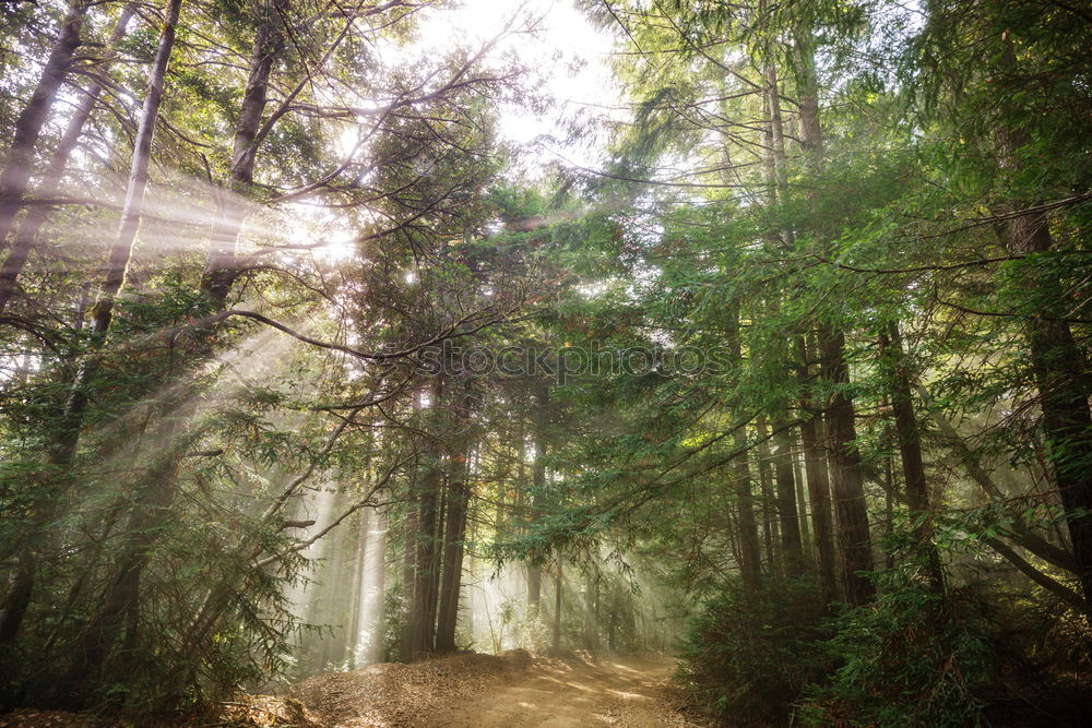 Similar – Forest path with light and shadow