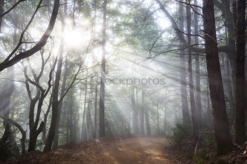 Similar – Pathway in bamboo grove