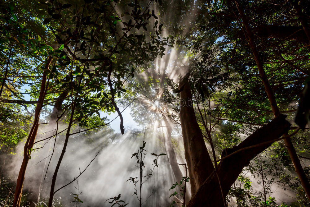 Similar – Street through lightful forrest