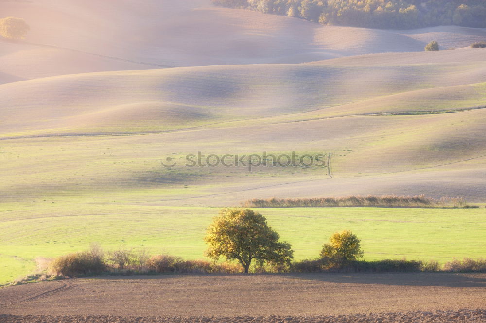 Similar – Tuscan olive trees and fields in the near farms, Italy