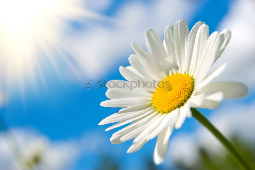 Similar – blooming margarites in sunlight in front of a blue sky