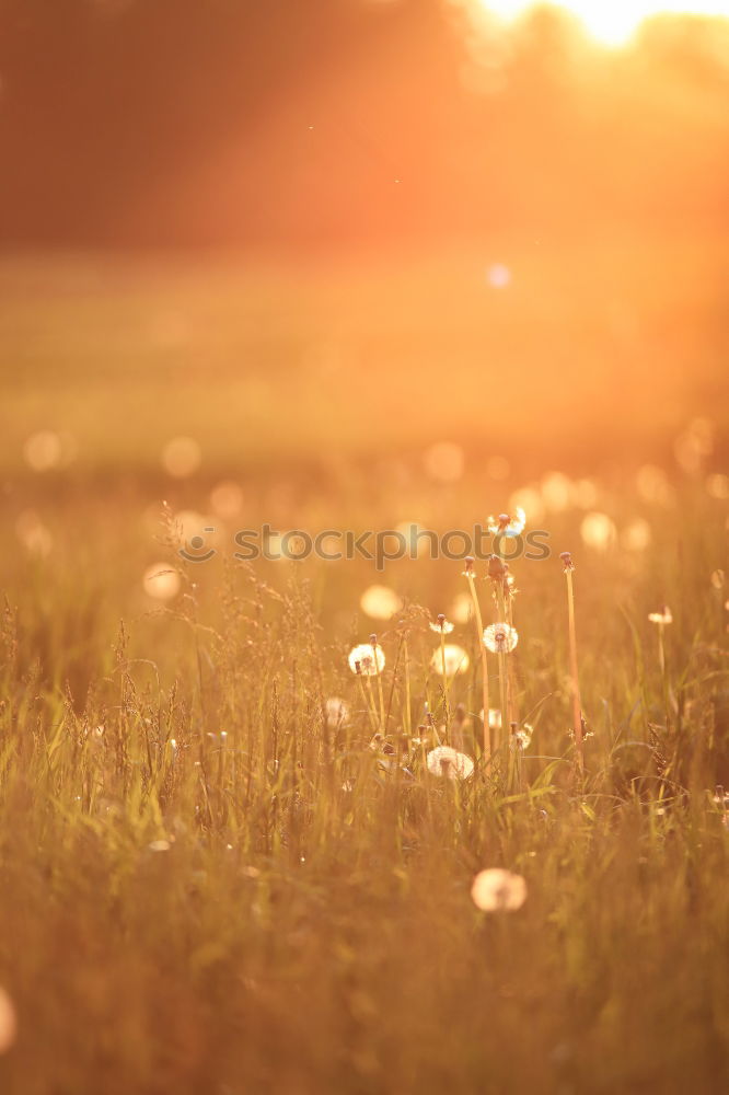 Similar – Image, Stock Photo evening mood Nature