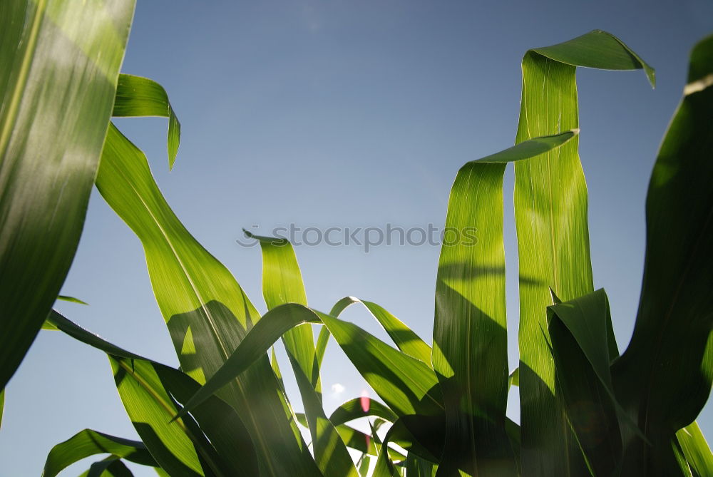 Similar – Image, Stock Photo predator Human being