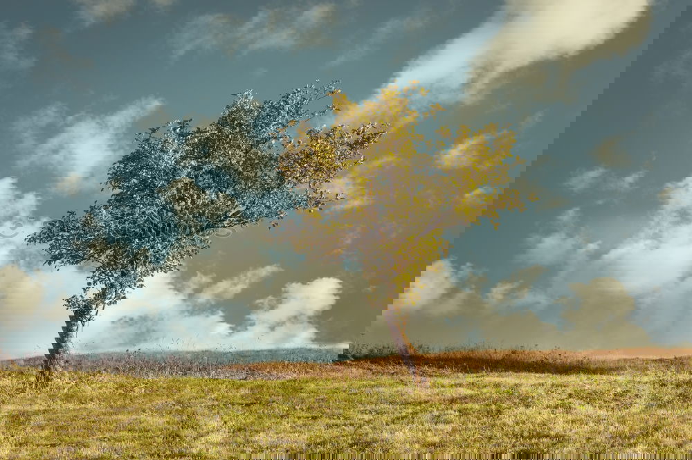 Similar – Image, Stock Photo straw playground