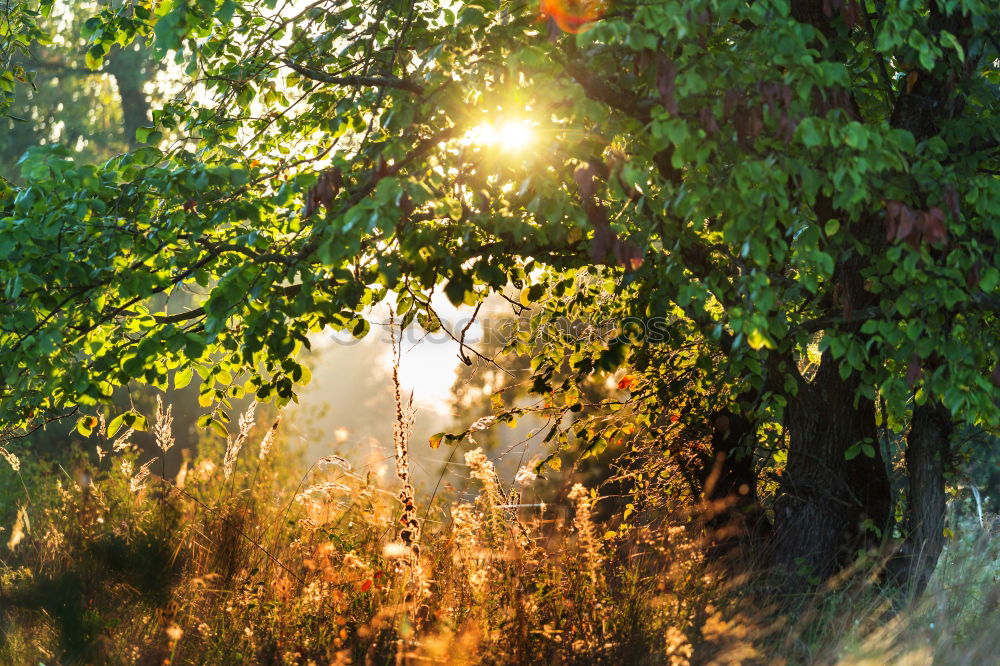 Similar – forest light Forest Tree