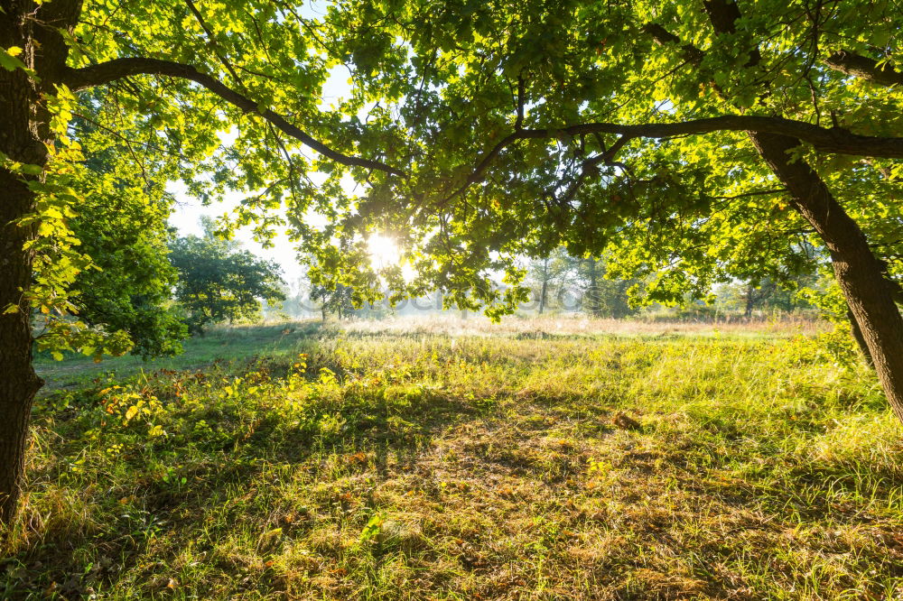 Similar – Image, Stock Photo Grassy path through sunny avenue