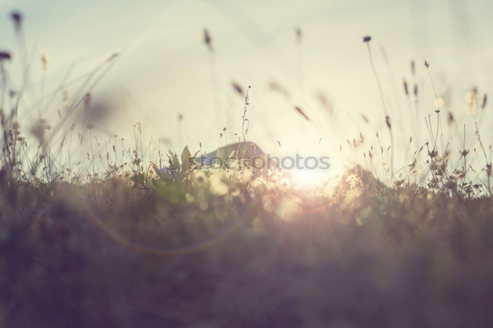 Similar – Image, Stock Photo spring Environment Nature