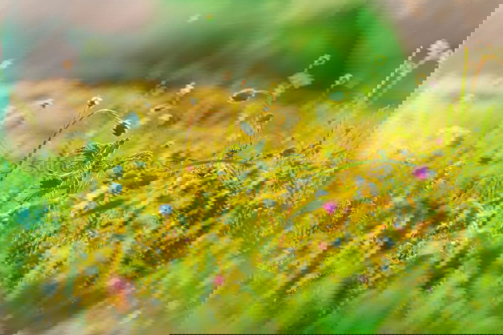 Similar – Image, Stock Photo Buzzer Field