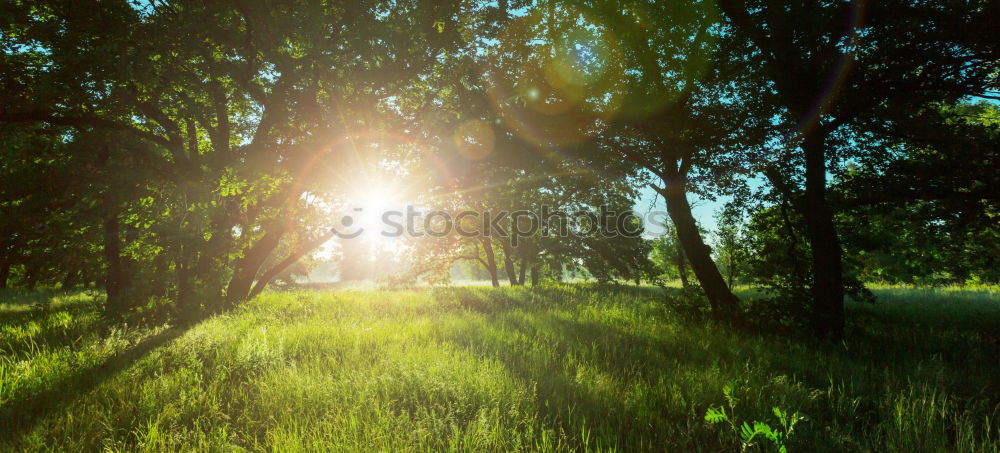 Similar – evening warmth Grass