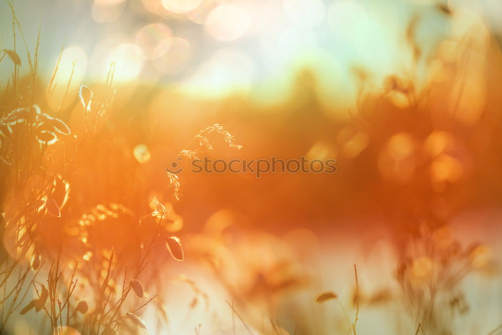 Similar – Image, Stock Photo ray of hope Environment