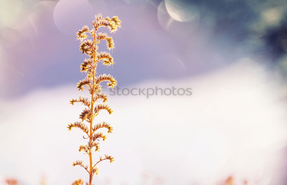 Similar – Image, Stock Photo Grasland Grass