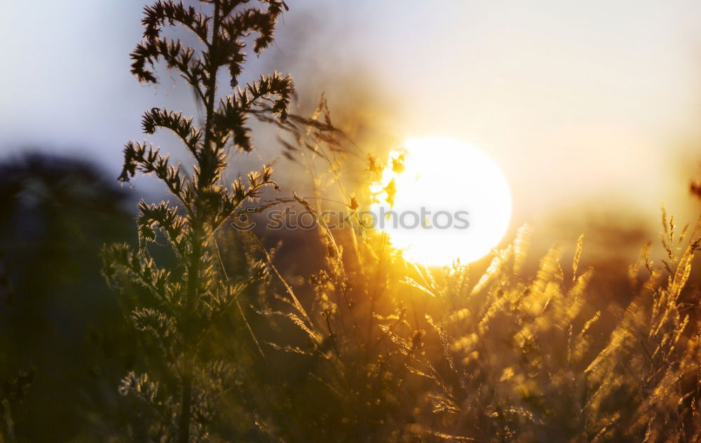 Kornfeld Sonnenuntergang