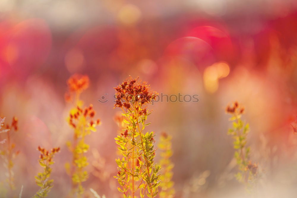 Similar – orange Natur Pflanze