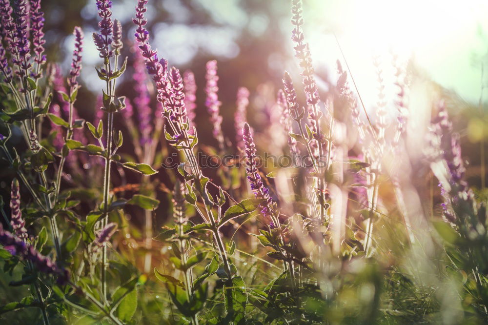 Similar – Image, Stock Photo Erika…. Heathland