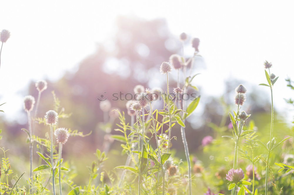 Image, Stock Photo Somewhere in the Allgäu (5).