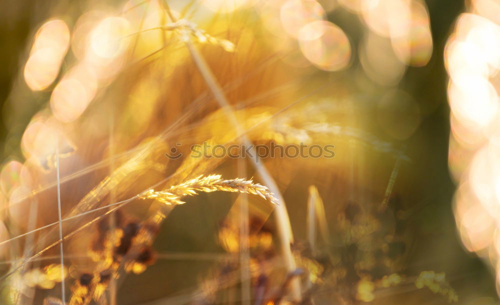 Similar – acorns Nature Plant Autumn